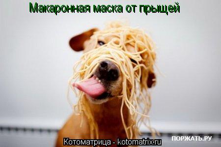 Макаронная маска от прыщей... Котоматрица: Макаронная маска от прыщей