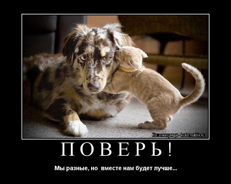 Поверь! Мы разные, но вместе нам будет лучше...... Котоматрица: Поверь! Мы разные, но вместе нам будет лучше...