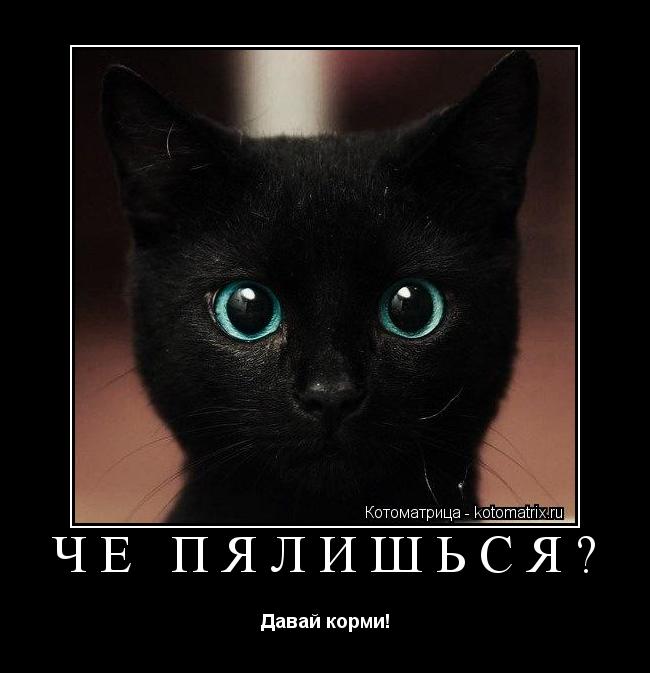 Чё пялишься? Давай корми!... Котоматрица: Чё пялишься? Давай корми!