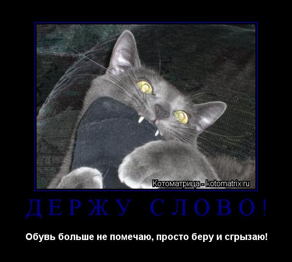 Держу слово! Обувь больше не помечаю, просто беру и сгрызаю!... Котоматрица: Держу слово! Обувь больше не помечаю, просто беру и сгрызаю!