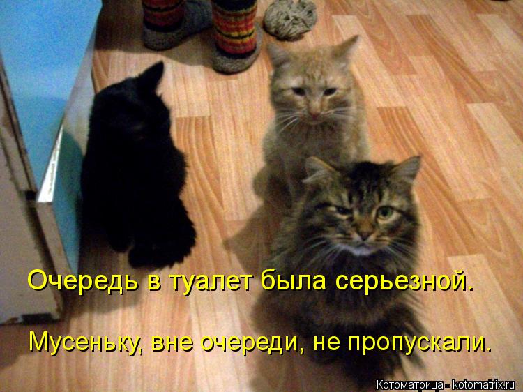 Очередь в туалет была серьезной. Мусеньку, вне очереди, не пропускали.... Котоматрица: Очередь в туалет была серьезной. Мусеньку, вне очереди, не пропускали.