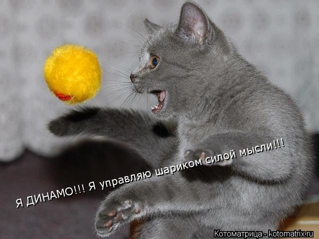 Я ДИНАМО!!! Я управляю шариком силой мысли!!!... Котоматрица: Я ДИНАМО!!! Я управляю шариком силой мысли!!!