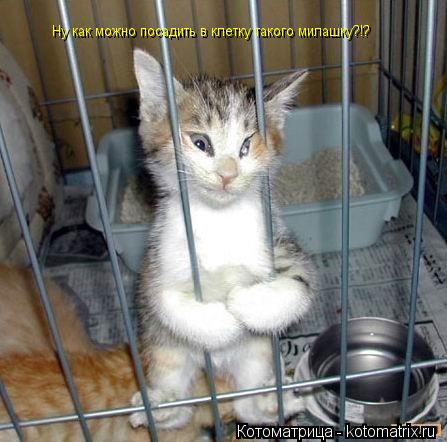 Ну как можно посадить в клетку такого милашку?!?... Котоматрица: Ну как можно посадить в клетку такого милашку?!?