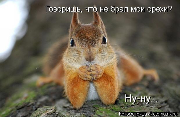 Говоришь, что не брал мои орехи? Ну-ну...... Котоматрица: Говоришь, что не брал мои орехи? Ну-ну...