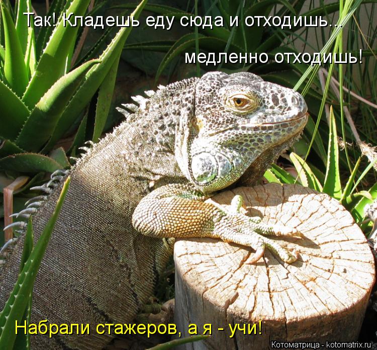 Так! Кладешь еду сюда и отходишь... медленно отходишь! Набрали стажеров, а я - учи!... Котоматрица: Так! Кладешь еду сюда и отходишь... медленно отходишь! Набрали стажеров, а я - учи!