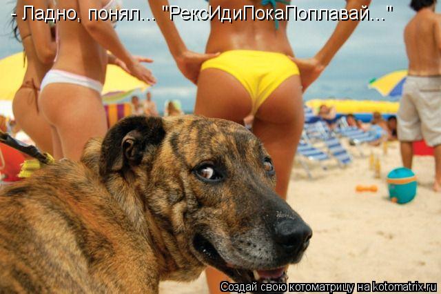 - Ладно, понял... "РексИдиПокаПоплавай..."... Котоматрица: - Ладно, понял... "РексИдиПокаПоплавай..."