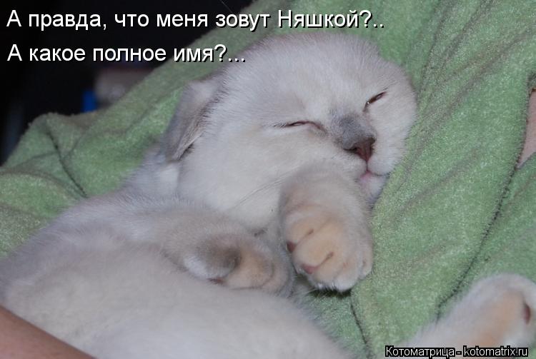 А правда, что меня зовут Няшкой?.. А какое полное имя?...... Котоматрица: А правда, что меня зовут Няшкой?.. А какое полное имя?...