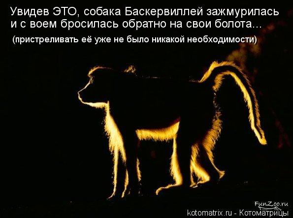 Увидев ЭТО, собака Баскервиллей зажмурилась и с воем бросилась обратно на свои болота... (пристрелива... Котоматрица: Увидев ЭТО, собака Баскервиллей зажмурилась и с воем бросилась обратно на свои болота... (пристреливать её уже не было никакой необходимост