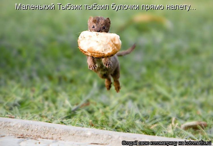 Маленький Тыбзик тыбзил булочки прямо налету...... Котоматрица: Маленький Тыбзик тыбзил булочки прямо налету...