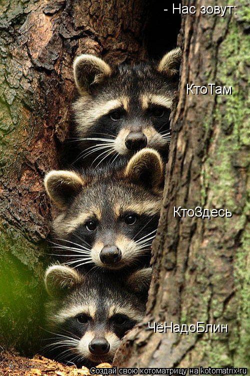 - Нас зовут: КтоТам КтоЗдесь ЧёНадоБлин... Котоматрица: - Нас зовут: КтоТам КтоЗдесь ЧёНадоБлин