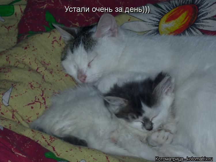 Устали очень за день)))... Котоматрица: Устали очень за день)))