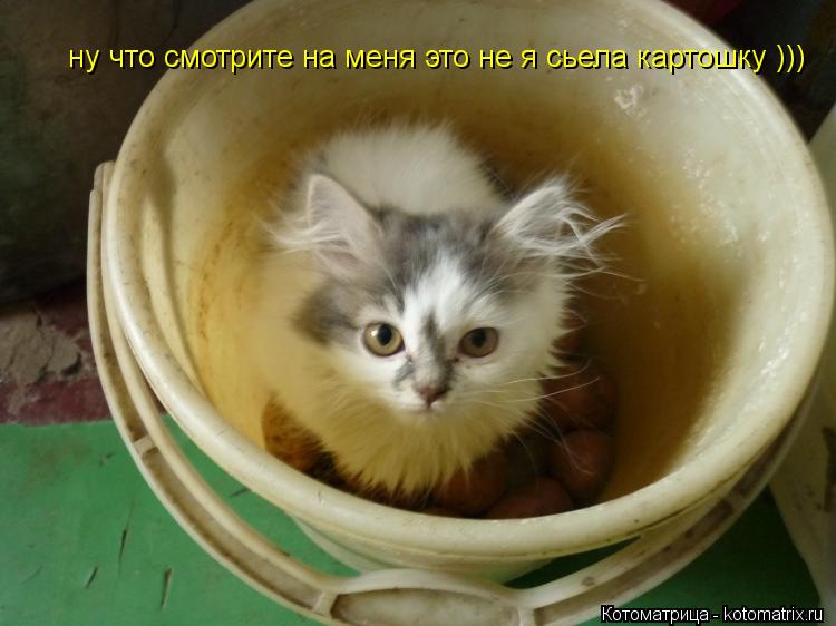 ну что смотрите на меня это не я сьела картошку )))... Котоматрица: ну что смотрите на меня это не я сьела картошку )))