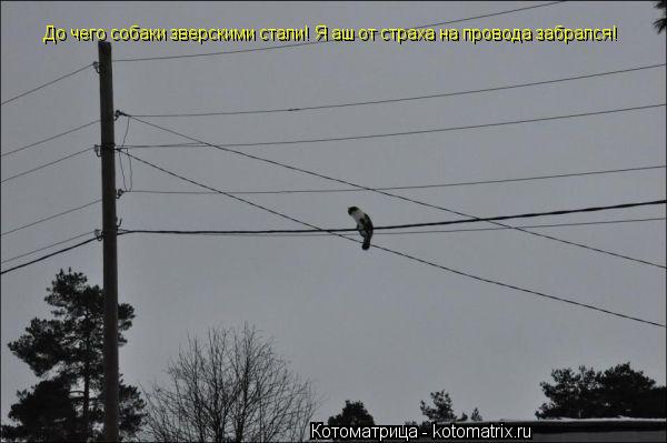 До чего собаки зверскими стали! Я аш от страха на провода забрался!... Котоматрица: До чего собаки зверскими стали! Я аш от страха на провода забрался!