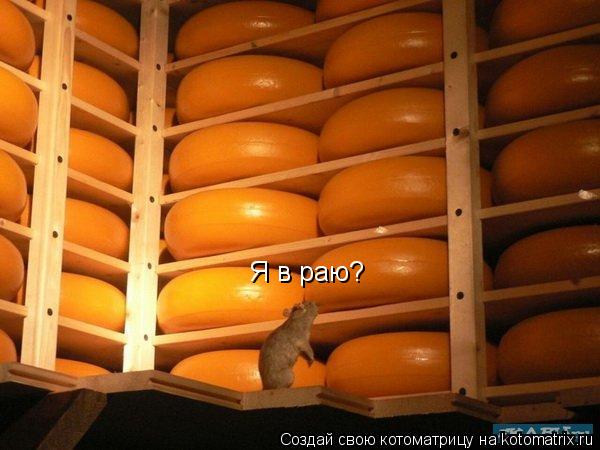 Я в раю?... Котоматрица: Я в раю?