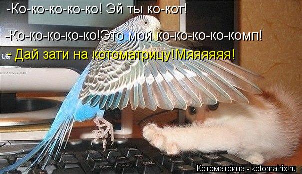 -Ко-ко-ко-ко-ко! Эй ты ко-кот! -Ко-ко-ко-ко-ко!Это мой ко-ко-ко-ко-комп! Дай зати на котоматрицу!Мяяя... Котоматрица: -Ко-ко-ко-ко-ко! Эй ты ко-кот! -Ко-ко-ко-ко-ко!Это мой ко-ко-ко-ко-комп! Дай зати на котоматрицу!Мяяяяяя! -