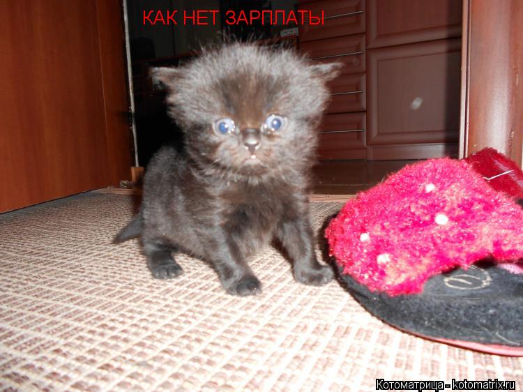 КАК НЕТ ЗАРПЛАТЫ... Котоматрица: КАК НЕТ ЗАРПЛАТЫ