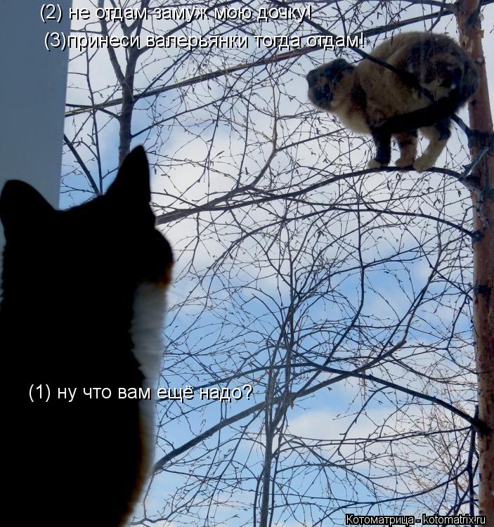 (1) ну что вам ещё надо? (2) не отдам замуж мою дочку! (3)принеси валерьянки тогда отдам!... Котоматрица: (1) ну что вам ещё надо? (2) не отдам замуж мою дочку! (3)принеси валерьянки тогда отдам!