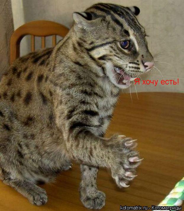 Я хочу есть!... Котоматрица: Я хочу есть!