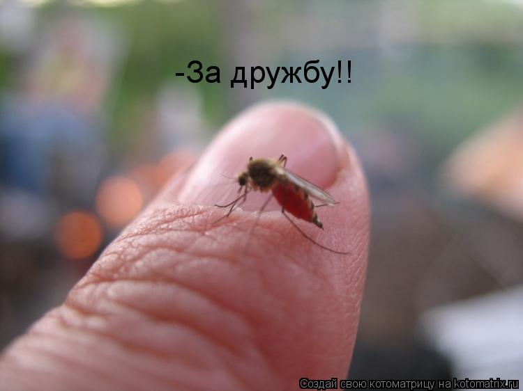 -За дружбу!!... Котоматрица: -За дружбу!!