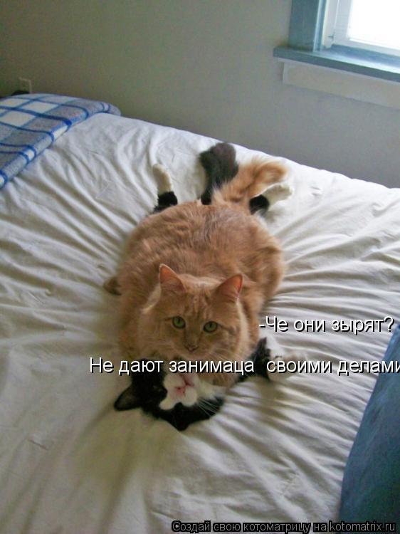 -Че они зырят? Не дают занимаца своими делами!... Котоматрица: -Че они зырят? Не дают занимаца своими делами!