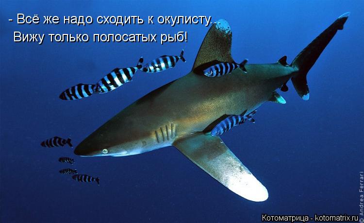- Всё же надо сходить к окулисту... Вижу только полосатых рыб!... Котоматрица: - Всё же надо сходить к окулисту... Вижу только полосатых рыб!