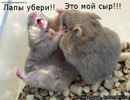 Лапы убери!! Это мой сыр!!!... Котоматрица: Лапы убери!! Это мой сыр!!!