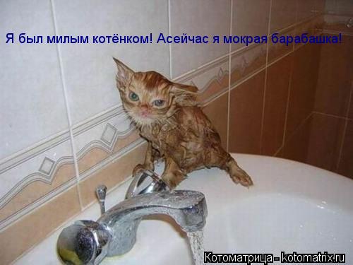 Я был милым котёнком! Асейчас я мокрая барабашка!... Котоматрица: Я был милым котёнком! Асейчас я мокрая барабашка!