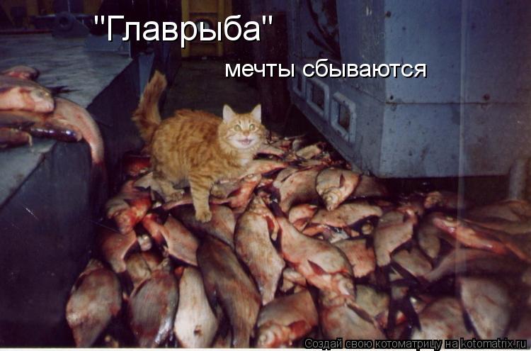 "Главрыба" мечты сбываются... Котоматрица: "Главрыба" мечты сбываются