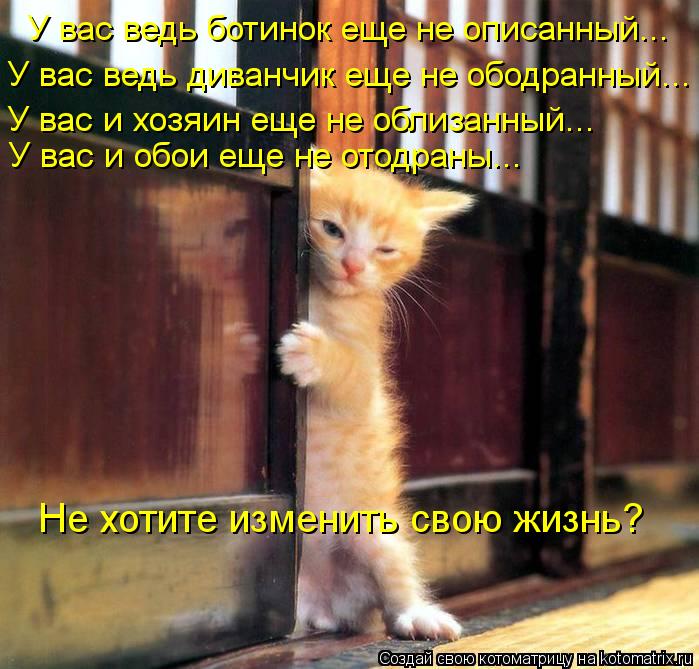 Котоматрица: У вас ведь ботинок еще не описанный... У вас ведь диванчик еще не ободранный... У вас и хозяин еще не облизанный... У вас и обои еще не отодраны...