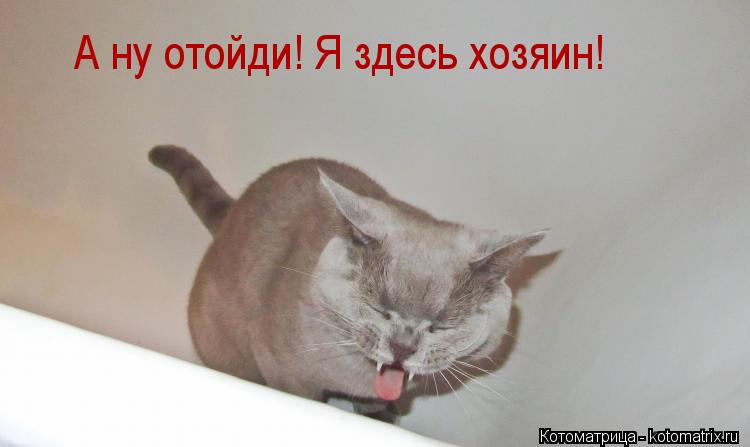 А ну отойди! Я здесь хозяин!... Котоматрица: А ну отойди! Я здесь хозяин!