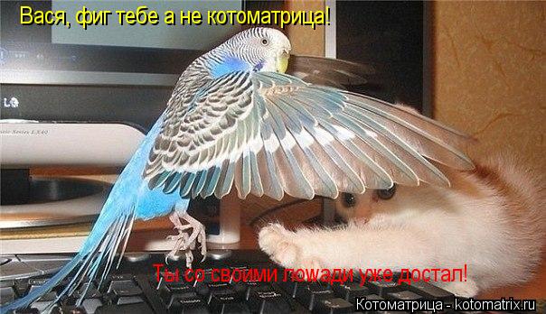 Вася Вася, фиг тебе а не котоматрица! Ты со своими лоwади уже достал!... Котоматрица: Вася Вася, фиг тебе а не котоматрица! Ты со своими лоwади уже достал!