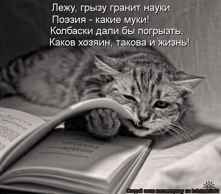 Лежу, грызу гранит науки. Поэзия - какие муки! Колбаски дали бы погрызть. Каков хозяин, такова и жизн... Котоматрица: Лежу, грызу гранит науки. Поэзия - какие муки! Колбаски дали бы погрызть. Каков хозяин, такова и жизнь!