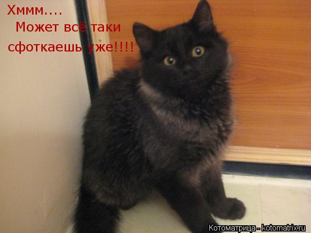 Хммм.... Может всё таки сфоткаешь уже!!!!... Котоматрица: Хммм.... Может всё таки сфоткаешь уже!!!!