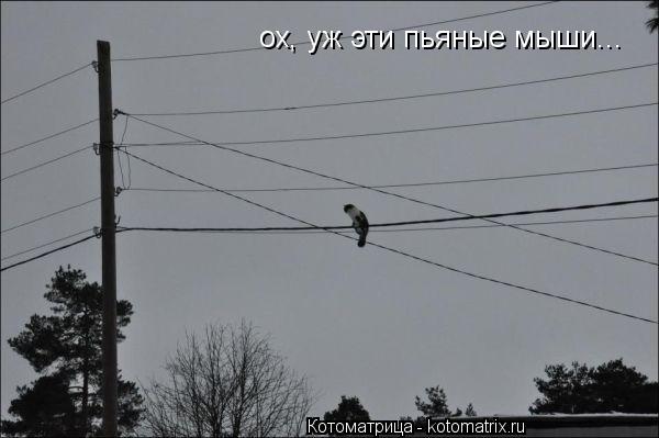 ох, уж эти пьяные мыши...... Котоматрица: ох, уж эти пьяные мыши...