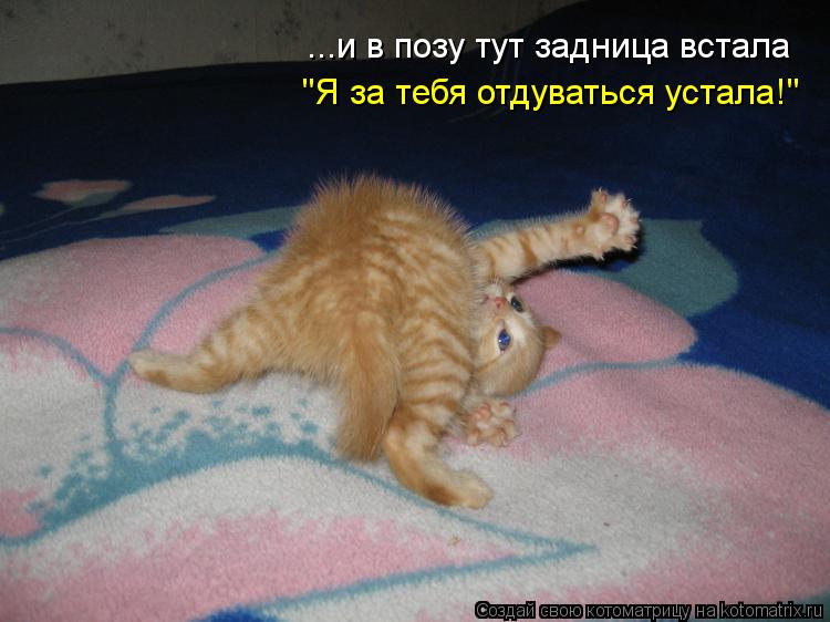 ...и в позу тут задница встала "Я за тебя отдуваться устала!"... Котоматрица: ...и в позу тут задница встала "Я за тебя отдуваться устала!"