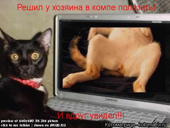 Решил у хозяина в компе полазить! И вдруг увидел!!!... Котоматрица: Решил у хозяина в компе полазить! И вдруг увидел!!!