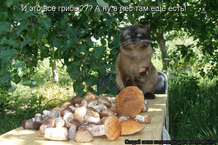И это все грибы??? А ну в лес там еще есть!... Котоматрица: И это все грибы??? А ну в лес там еще есть!