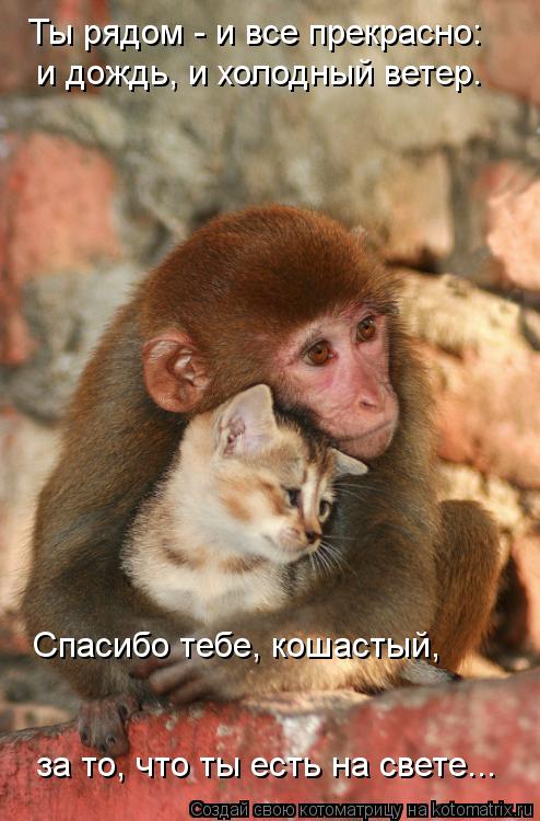 Ты рядом - и все прекрасно: и дождь, и холодный ветер. Спасибо тебе, кошастый, за то, что ты есть на... Котоматрица: Ты рядом - и все прекрасно: и дождь, и холодный ветер. Спасибо тебе, кошастый, за то, что ты есть на свете...