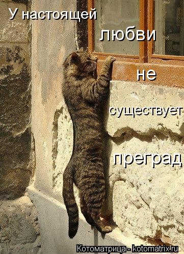 У настоящей любви не существует преград... Котоматрица: У настоящей любви не существует преград