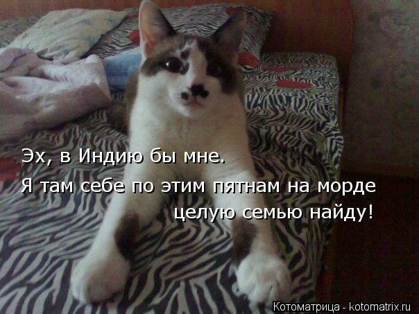 Эх, в Индию бы мне. Я там себе по этим пятнам на морде целую семью найду!... Котоматрица: Эх, в Индию бы мне. Я там себе по этим пятнам на морде целую семью найду!