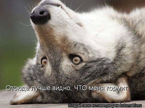 Отсюда лучше видно, ЧТО меня кормит.... Котоматрица: Отсюда лучше видно, ЧТО меня кормит.