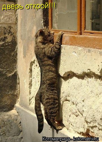 дверь открой!!!... Котоматрица: дверь открой!!!
