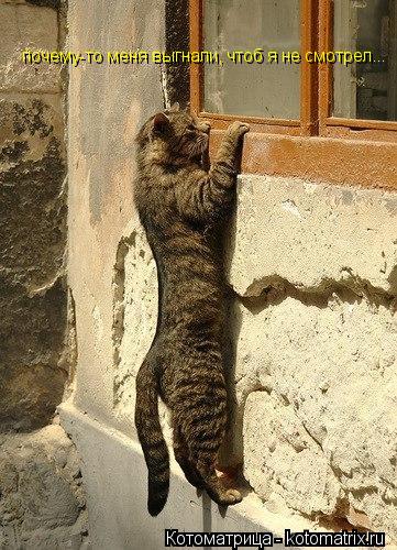 почему-то меня выгнали, чтоб я не смотрел...... Котоматрица: почему-то меня выгнали, чтоб я не смотрел...
