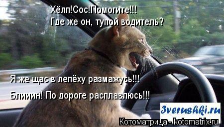 Хёлп!Сос!Помогите!!! Я же щас в лепёху размажусь!!! Где же он, тупой водитель? Блииин! По дороге расп... Котоматрица: Хёлп!Сос!Помогите!!! Я же щас в лепёху размажусь!!! Где же он, тупой водитель? Блииин! По дороге расплавлюсь!!!