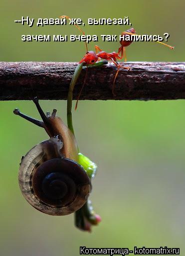 --Ну давай же, вылезай, зачем мы вчера так напились?... Котоматрица: --Ну давай же, вылезай, зачем мы вчера так напились?