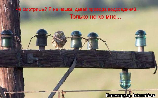 Чё смотришь? Я не чашка, давай провода подсоединяй... Чё смотришь? Я не чашка, давай провода подсоеди... Котоматрица: Чё смотришь? Я не чашка, давай провода подсоединяй... Чё смотришь? Я не чашка, давай провода подсоединяй... Только не ко мне...