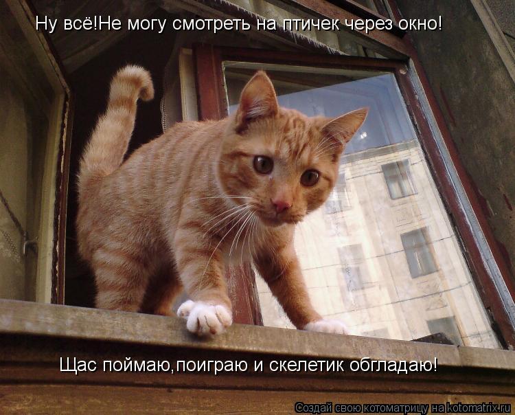 Ну всё!Не могу смотреть на птичек через окно! Щас поймаю,поиграю и скелетик обгладаю!... Котоматрица: Ну всё!Не могу смотреть на птичек через окно! Щас поймаю,поиграю и скелетик обгладаю!