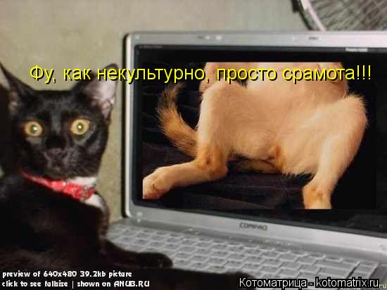 Фу, как некультурно, просто срамота!!!... Котоматрица: Фу, как некультурно, просто срамота!!!