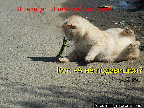 Ящерица: -Я тебя сейчас сьем! Кот: -А не подавишся?... Котоматрица: Ящерица: -Я тебя сейчас сьем! Кот: -А не подавишся?