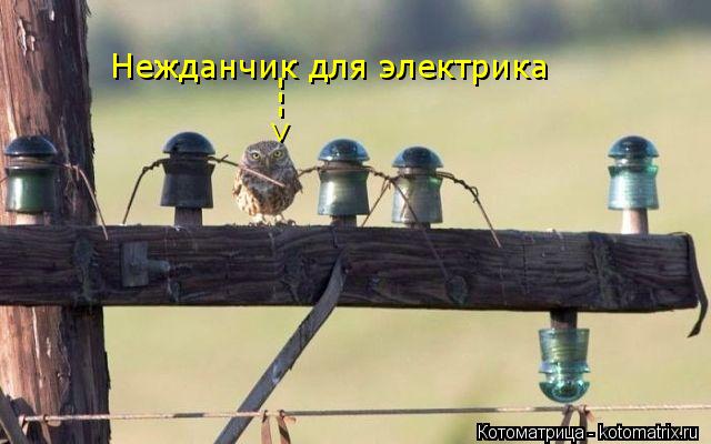 Нежданчик для электрика --->... Котоматрица: Нежданчик для электрика --->